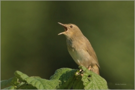 <p>CVRČILKA ŘÍČNÍ (Locustella fluviatilis) Dolní podluží</p>